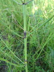 Equisetum palustre