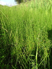 Equisetum palustre