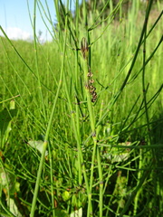 Equisetum palustre
