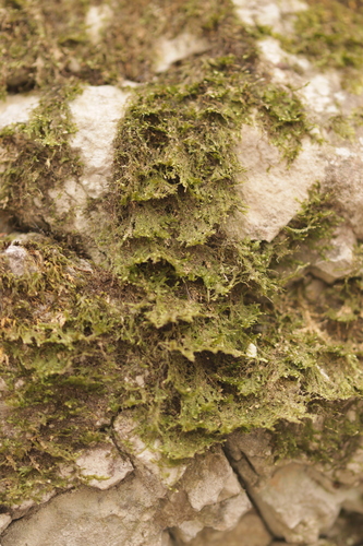 Alleniella besseri, 2025-04-05