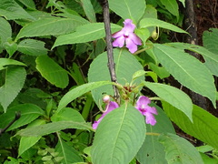 Impatiens pulcherrima