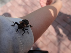 Eucryptorrhynchus scrobiculatus