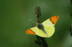 Anthocharis euphenoides