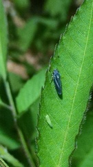 Graphocephala hieroglyphica