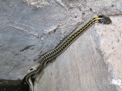 Thamnophis cyrtopsis cyrtopsis