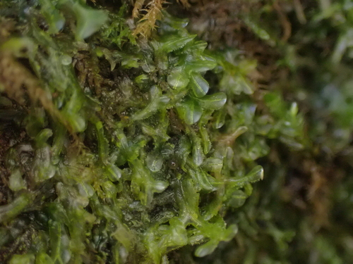 Image of Rock Veilwort (Metzgeria conjugata) by no rights reserved