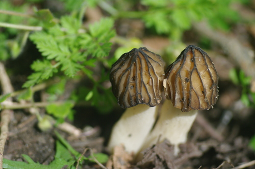 Semifree Morel
