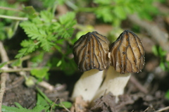 Morchella semilibera