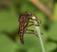 Diogmites basalis