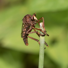 Diogmites basalis