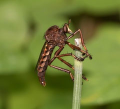 Diogmites basalis