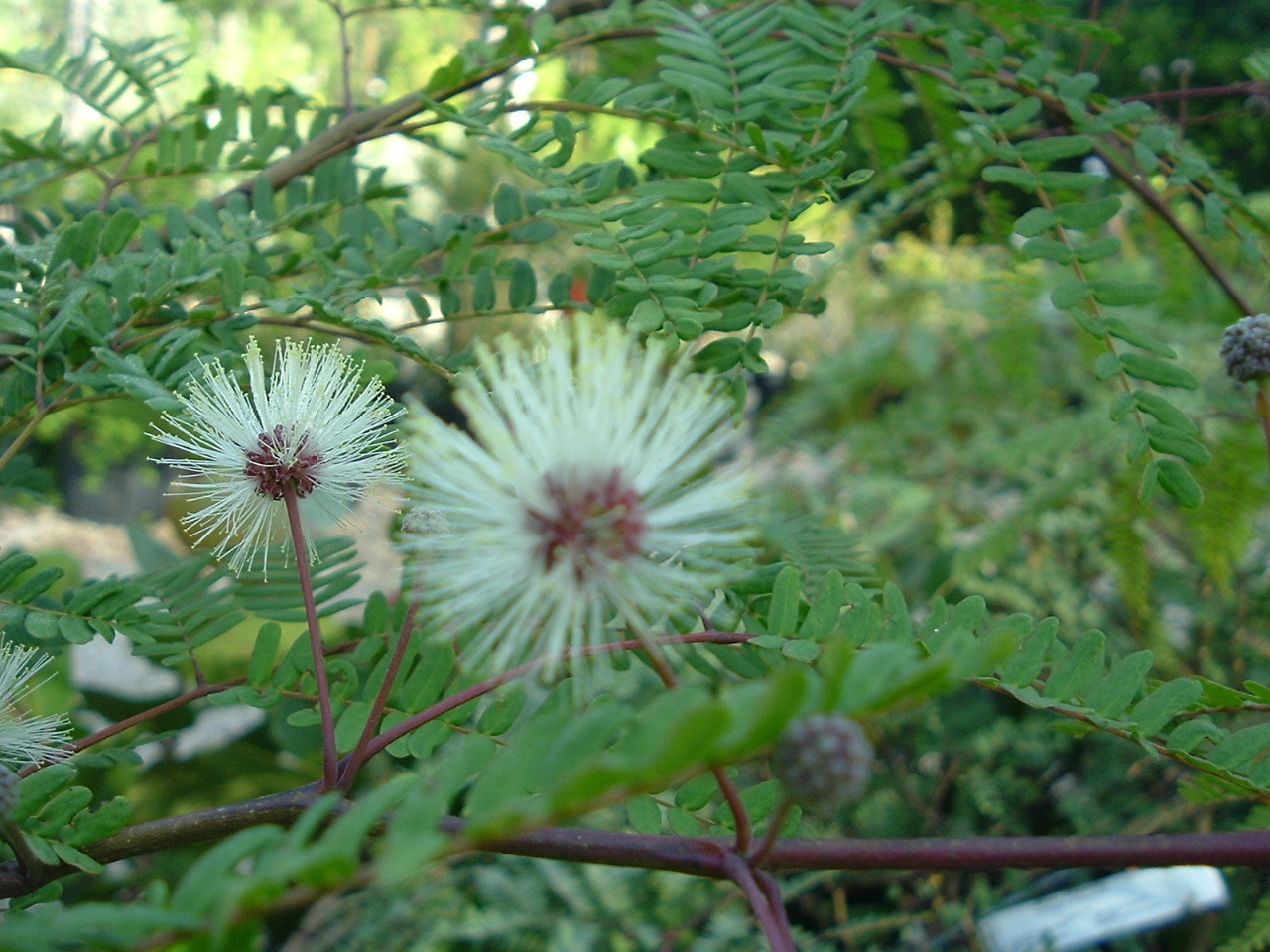 Lysiloma latisiliquum