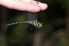 Cordulegaster maculata