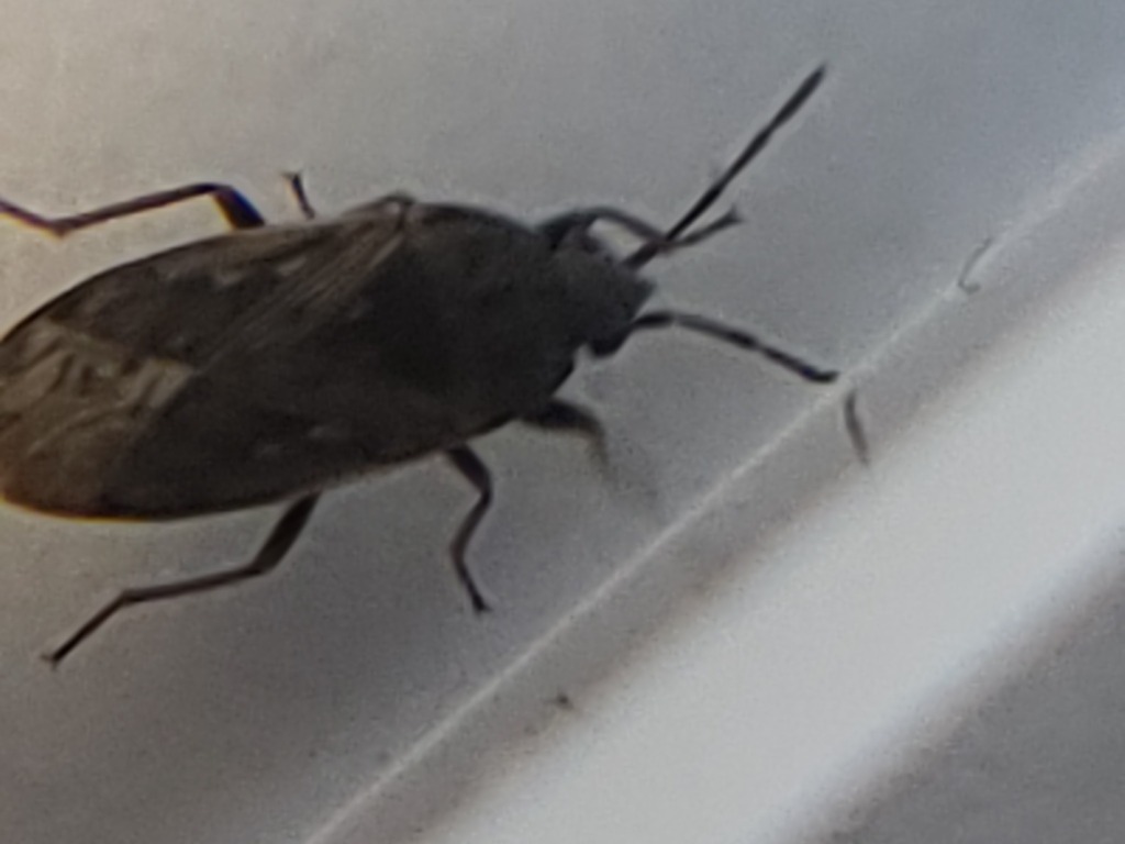 Seed bug