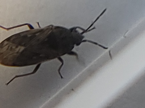 Seed bug