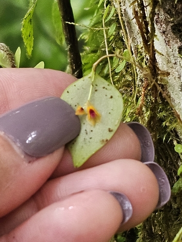 Woodbury's babyboot orchid (Lepanthes woodburyana)