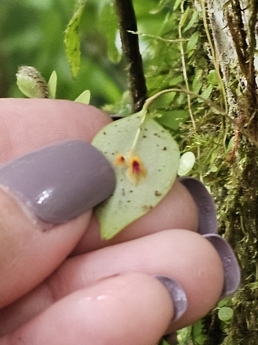 Image of Lepanthes woodburyana by (c) ritirene, some rights reserved (CC BY)