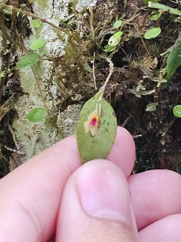 Image of Lepanthes woodburyana by (c) ritirene, some rights reserved (CC BY)