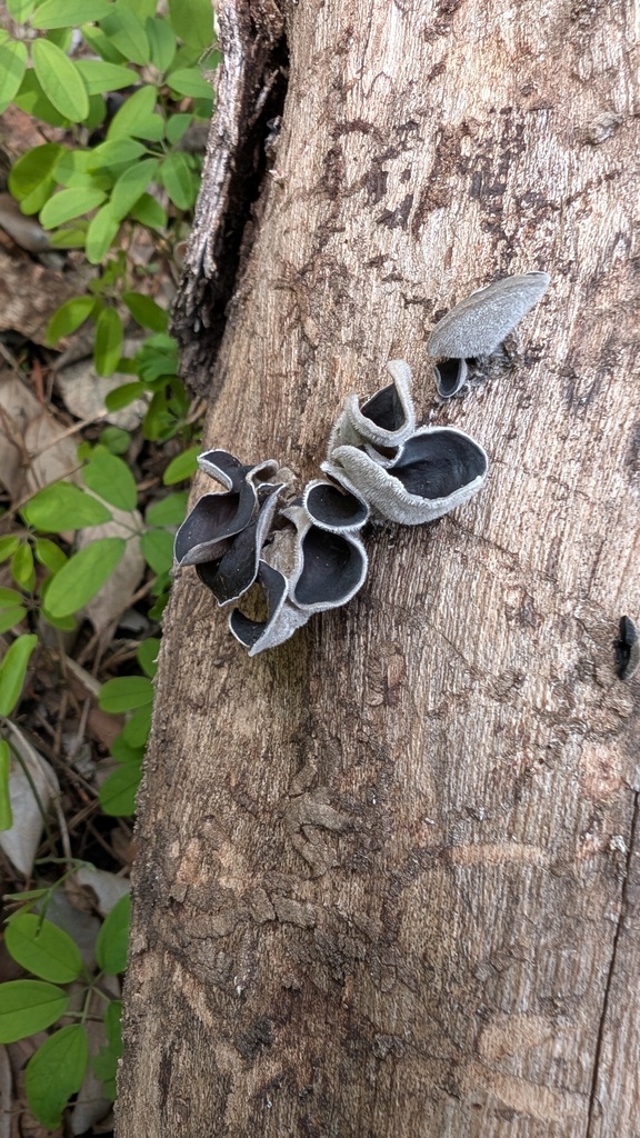 Auricularia polytricha · April 2025 · photo: © atsushi_nakajima_cirque (iNaturalist, cc-by)