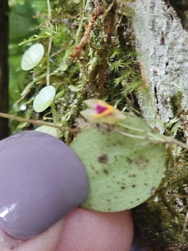 Image of Lepanthes woodburyana by (c) ritirene, some rights reserved (CC BY)