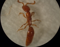 Austranesia tofti
