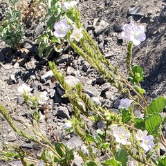 Phacelia grandiflora