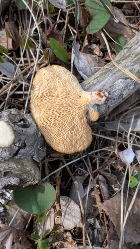 Neofavolus alveolaris