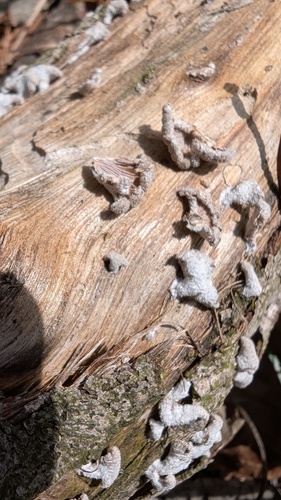 Schizophyllum commune