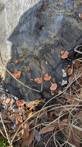 Trametes coccinea