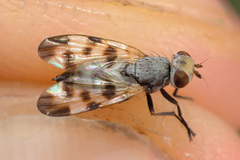 Melieria crassipennis