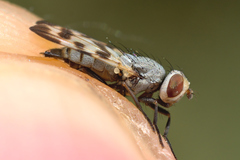 Melieria crassipennis