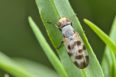 Melieria crassipennis
