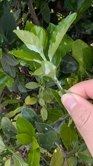 Erysiphe euonymicola