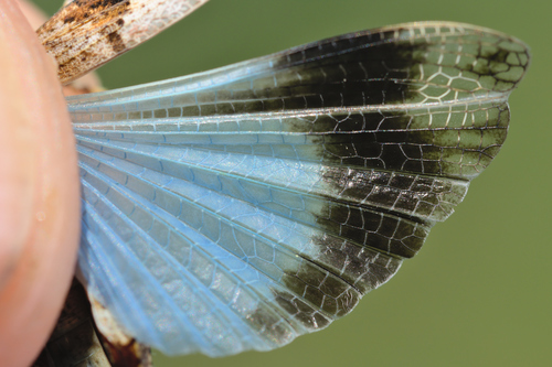 Blauflügelige Ödlandschrecke