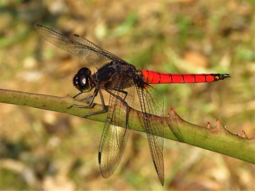 Red Jungle-skimmer