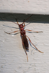 Necydalis laevicollis