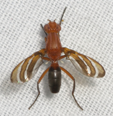 Tritoxa incurva