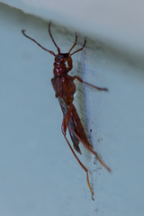 Necydalis laevicollis