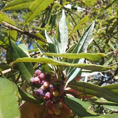 Comarostaphylis discolor