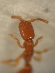 Austranesia tofti