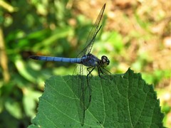 Chalcostephia flavifrons