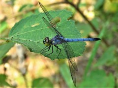 Chalcostephia flavifrons