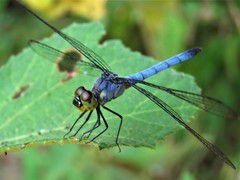 Chalcostephia flavifrons