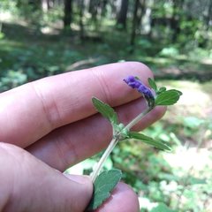 Scutellaria dumetorum