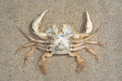 Liocarcinus holsatus
