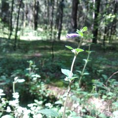 Scutellaria dumetorum