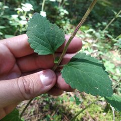Scutellaria dumetorum