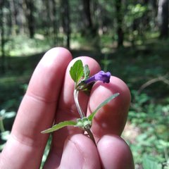 Scutellaria dumetorum
