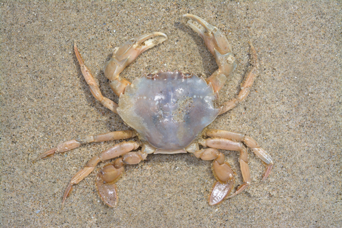 Flying Crab, photo 2 of 10