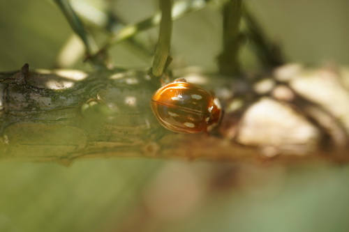 Striped Ladybird, Bergen, Netherlands, photo 10 of 10